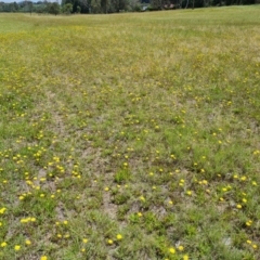 Leontodon saxatilis (Lesser Hawkbit, Hairy Hawkbit) at Phillip, ACT - 14 Dec 2023 by Mike