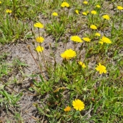 Leontodon saxatilis at Mawson Ponds - 14 Dec 2023 11:26 AM