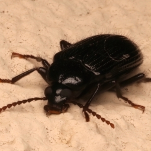 Alleculinae sp. (Subfamily) at Ainslie, ACT - 12 Dec 2023 09:00 PM