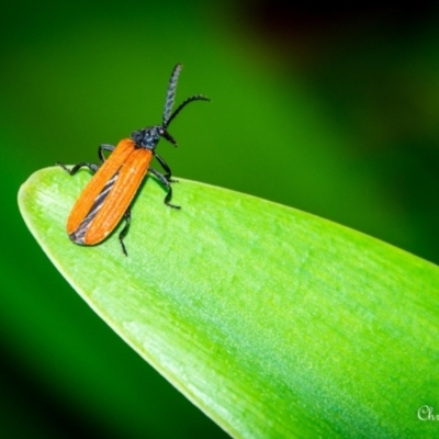 Porrostoma rhipidium (Long-nosed Lycid (Net-winged) beetle) at Macarthur, ACT - 25 Nov 2023 by ChrisBlunt
