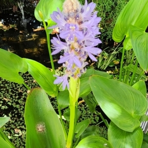 Pontederia cordata at Acton, ACT - 14 Dec 2023