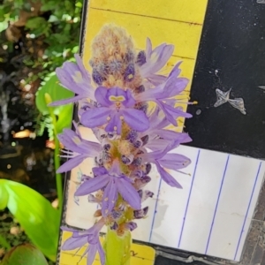 Pontederia cordata at Acton, ACT - 14 Dec 2023