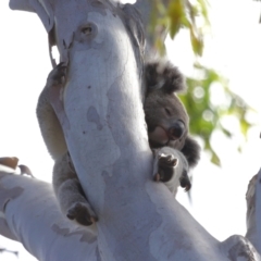 Phascolarctos cinereus (Koala) at Ormiston, QLD - 13 Dec 2023 by TimL