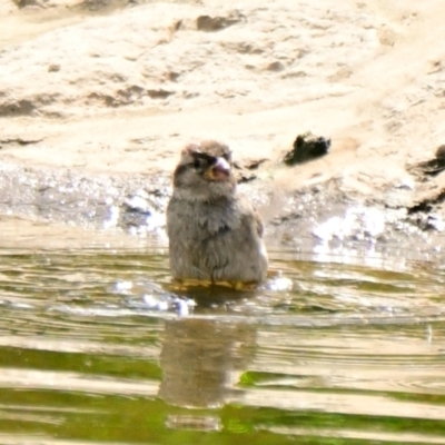Passer domesticus (House Sparrow) at Strathnairn, ACT - 14 Dec 2023 by Thurstan
