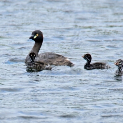 Tachybaptus novaehollandiae (Australasian Grebe) at Strathnairn, ACT - 14 Dec 2023 by Thurstan
