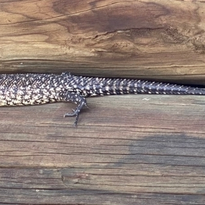 Egernia cunninghami (Cunningham's Skink) at Tuggeranong, ACT - 14 Dec 2023 by Shazw