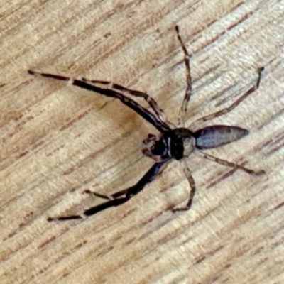 Helpis minitabunda (Threatening jumping spider) at Aranda, ACT - 13 Dec 2023 by KMcCue