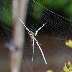 Unidentified Orb-weaving spider (several families) at Wollondilly Local Government Area - 12 Dec 2023 by Freebird