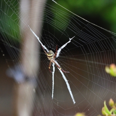 Argiope keyserlingi at Wollondilly Local Government Area - 12 Dec 2023 by Freebird