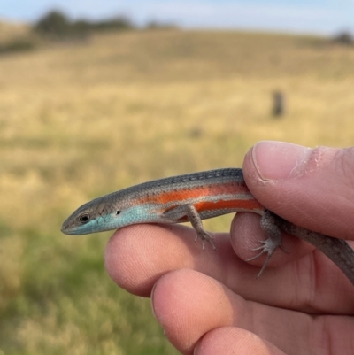 Carlia tetradactyla (Southern Rainbow Skink) at Bowning, NSW - 12 Dec 2023 by milliekss