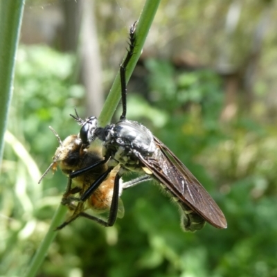 Chrysopogon muelleri (Robber fly) at QPRC LGA - 14 Dec 2023 by arjay