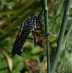 Chrysopogon muelleri at QPRC LGA - 14 Dec 2023