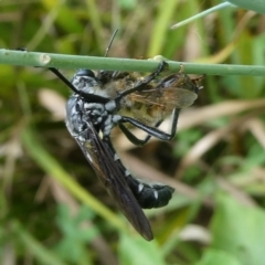 Chrysopogon muelleri at QPRC LGA - 14 Dec 2023