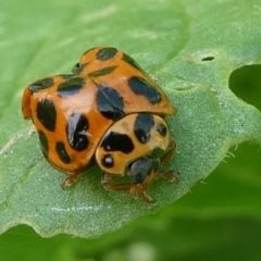 Harmonia conformis (Common Spotted Ladybird) at Mongarlowe River - 12 Dec 2023 by arjay