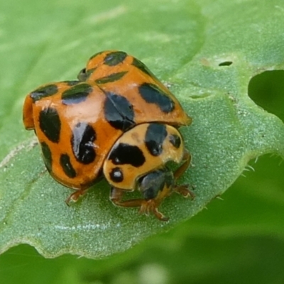 Harmonia conformis (Common Spotted Ladybird) at Mongarlowe River - 12 Dec 2023 by arjay