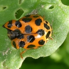 Harmonia conformis at QPRC LGA - suppressed