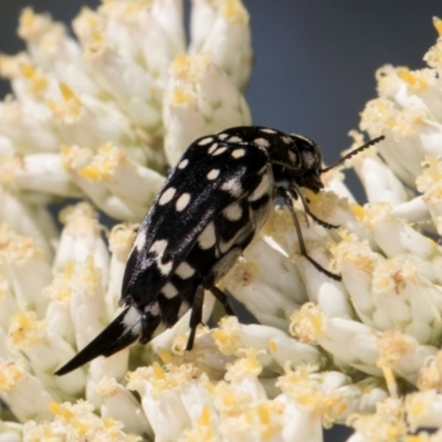 Mordella dumbrelli (Dumbrell's Pintail Beetle) at Croke Place Grassland (CPG) - 12 Dec 2023 by kasiaaus