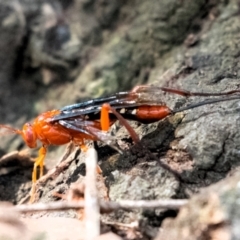 Lissopimpla excelsa (Orchid dupe wasp, Dusky-winged Ichneumonid) at Higgins, ACT - 3 Dec 2023 by Untidy