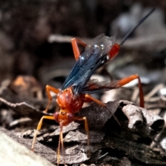 Lissopimpla excelsa at Higgins Woodland - 3 Dec 2023 04:06 PM