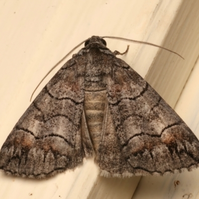 Dysbatus singularis (Dry-country Line-moth) at Ainslie, ACT - 12 Dec 2023 by jb2602