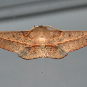 Antictenia punctunculus at Ainslie, ACT - 12 Dec 2023 09:55 PM