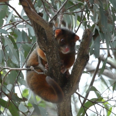 Pseudocheirus peregrinus (Common Ringtail Possum) at Ormiston, QLD - 13 Dec 2023 by TimL