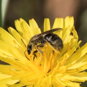 Lasioglossum (Chilalictus) sp. (genus & subgenus) at McKellar, ACT - 13 Dec 2023