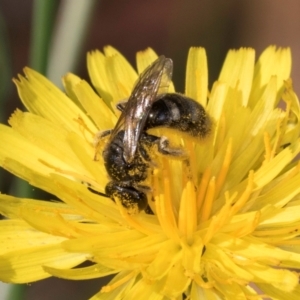 Lasioglossum (Chilalictus) sp. (genus & subgenus) at McKellar, ACT - 13 Dec 2023 09:26 AM