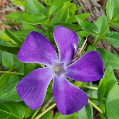 Vinca major (Blue Periwinkle) at Mount Ainslie to Black Mountain - 13 Dec 2023 by Jmetcalfe001