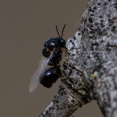 Eucharitidae (family) (Unidentified ant-parasite wasp) at Higgins, ACT - 12 Dec 2023 by Untidy