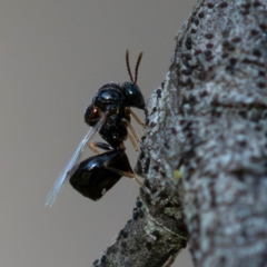 Eucharitidae (family) at Higgins Woodland - 12 Dec 2023 06:39 PM