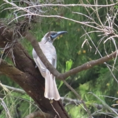 Philemon citreogularis (Little Friarbird) at Mount Majura - 13 Dec 2023 by BenW