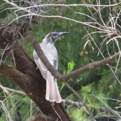 Philemon citreogularis (Little Friarbird) at Mount Majura - 14 Dec 2023 by BenW