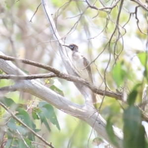 Philemon citreogularis at Mount Majura - 14 Dec 2023