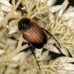 Phyllotocus navicularis (Nectar scarab) at McKellar, ACT - 12 Dec 2023 by kasiaaus
