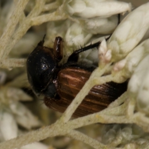 Phyllotocus navicularis at Croke Place Grassland (CPG) - 13 Dec 2023