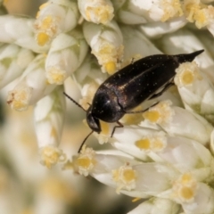 Mordellidae (family) (Unidentified pintail or tumbling flower beetle) at Croke Place Grassland (CPG) - 12 Dec 2023 by kasiaaus