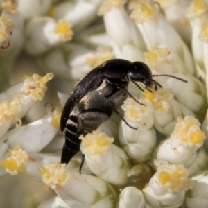 Mordellidae (family) at Croke Place Grassland (CPG) - 13 Dec 2023