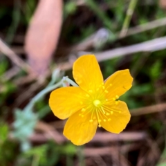 Hypericum gramineum (Small St Johns Wort) at Wandiyali-Environa Conservation Area - 14 Dec 2023 by Wandiyali