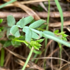 Hypericum gramineum at QPRC LGA - 14 Dec 2023