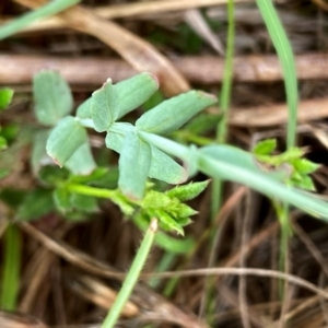 Hypericum gramineum at QPRC LGA - 14 Dec 2023