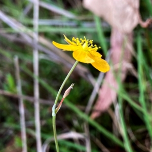 Hypericum gramineum at QPRC LGA - suppressed