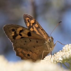 Heteronympha merope at Croke Place Grassland (CPG) - 13 Dec 2023