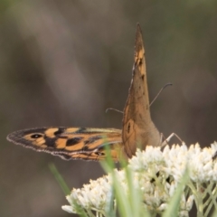 Heteronympha merope at McKellar, ACT - 13 Dec 2023