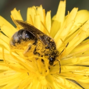 Lasioglossum (Chilalictus) sp. (genus & subgenus) at McKellar, ACT - 13 Dec 2023 09:35 AM