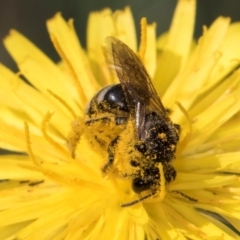 Lasioglossum (Chilalictus) sp. (genus & subgenus) at Croke Place Grassland (CPG) - 13 Dec 2023