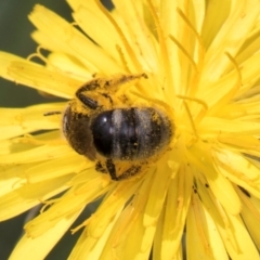 Lasioglossum (Chilalictus) sp. (genus & subgenus) at Croke Place Grassland (CPG) - 13 Dec 2023