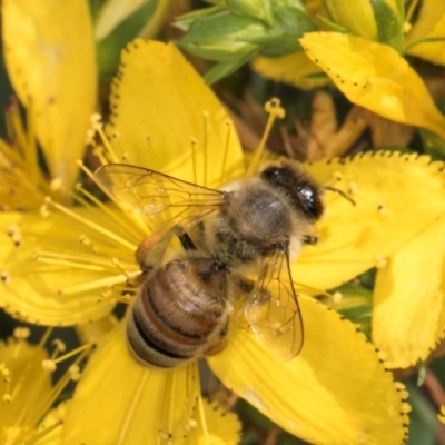 Apis mellifera (European honey bee) at Croke Place Grassland (CPG) - 12 Dec 2023 by kasiaaus