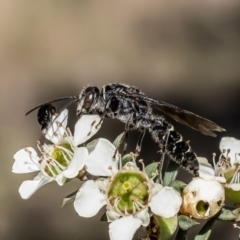 Aeolothynnus sp. (genus) (A flower wasp) at Aranda Bushland - 5 Dec 2023 by Roger