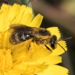 Lasioglossum (Chilalictus) sp. (genus & subgenus) (Halictid bee) at Croke Place Grassland (CPG) - 12 Dec 2023 by kasiaaus